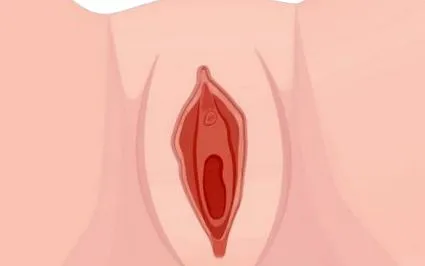 anatomia