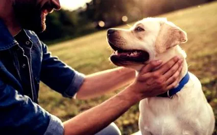 labrador
