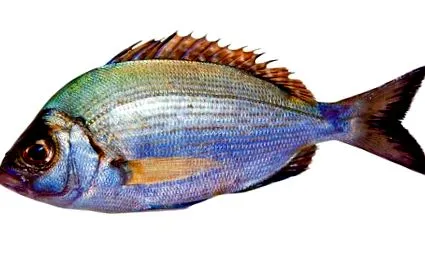морската изберете