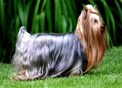 terrier