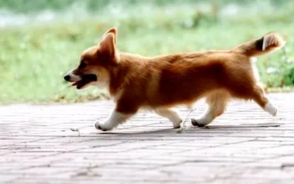 corgi