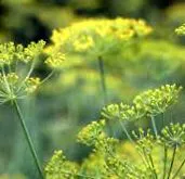 adagolásban foetida