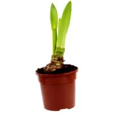 amaryllis