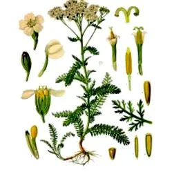 Achillea millefolium