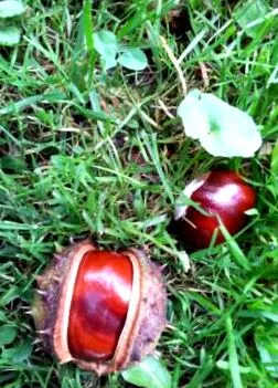 aesculus