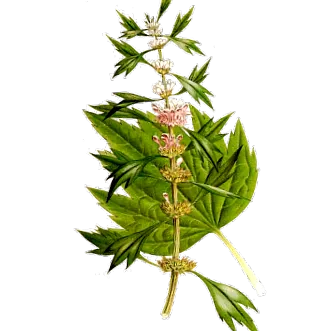 fitoterapie nature