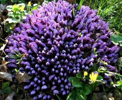 Fleurance Nature