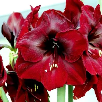 amaryllis
