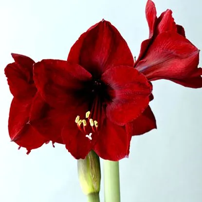 amaryllis bojardin