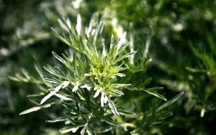 annua