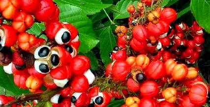 guarana véleményeket