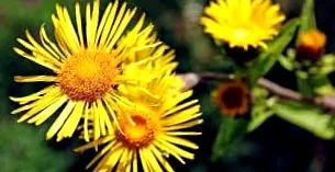 elecampan inula