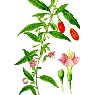 fructe