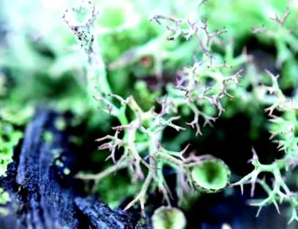 plante