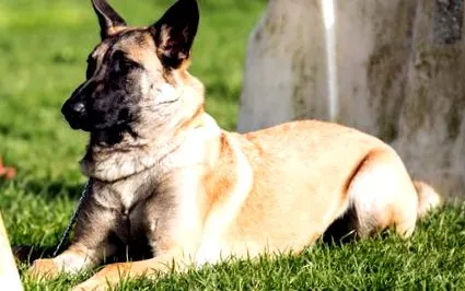 malinois