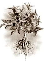 pierderea