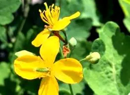 CHELIDONIUM MAJUS