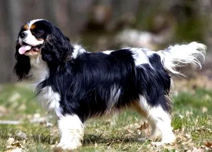 charles