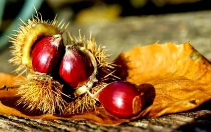 gesztenye