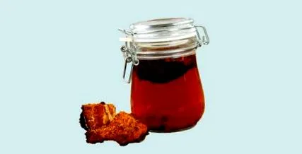 felhasználása chaga
