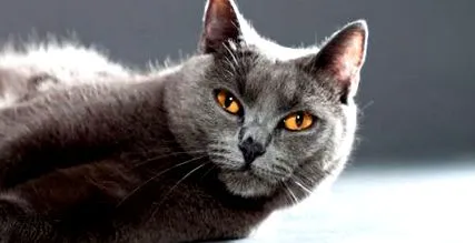 chartreux minden