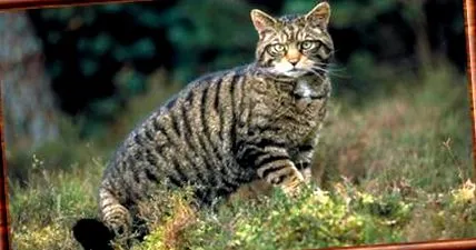 Felis silvestris