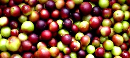 camu-camu camu-camu