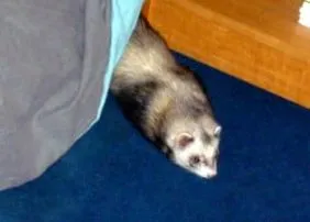 végső