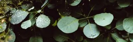 moringa
