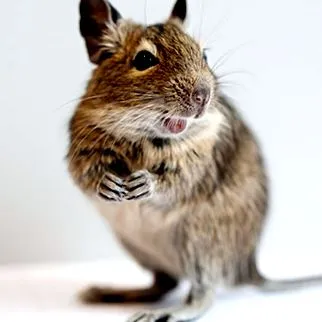 veterinar