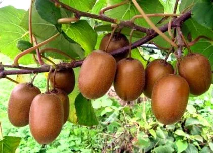 Kiwis által