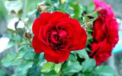 plante