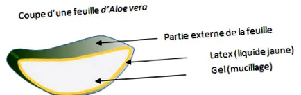 fogyassza aloe