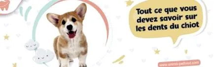 trebuie puppy