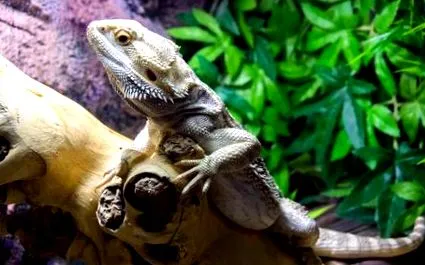 pogona