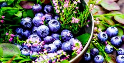 antioxidáns