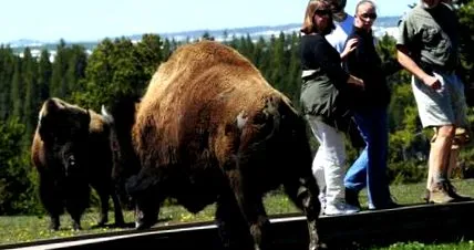 bölény