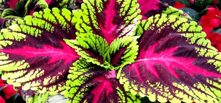 forskolin
