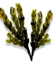herbes herbes