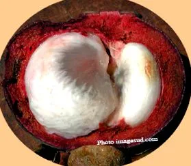 mangostana