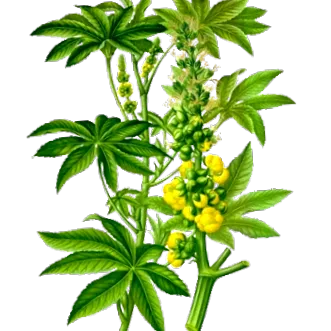 ricinusolaj