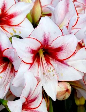 amaryllis