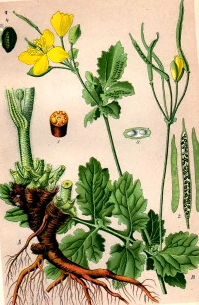 celandine
