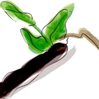 carob