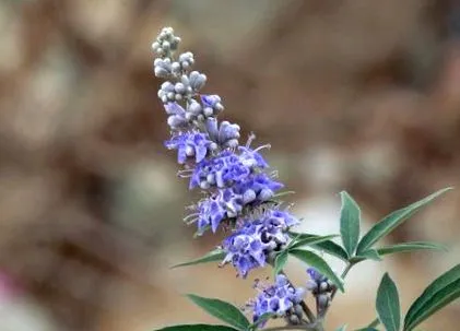 vitex