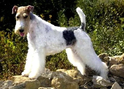 terrier kutya