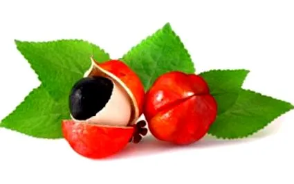 guarana