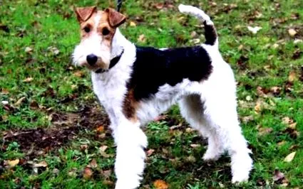 foxterrier