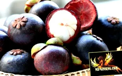 garcinia