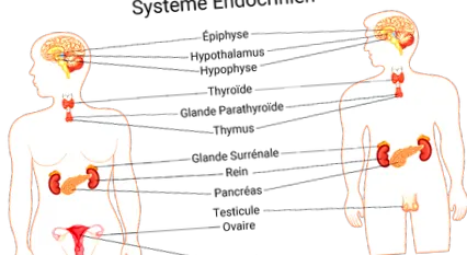 impactul hormonilor